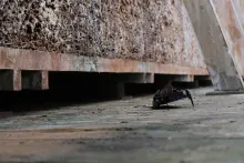 Salt - Crawler II